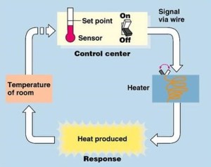 Feedback Loop In Science Reflections from a positive start to term – a positive feedback loop ...